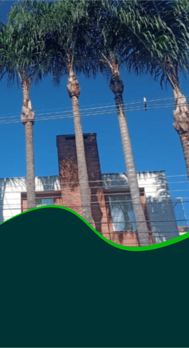 Serviço profissional de poda e manutenção de palmeiras em Curitiba e região