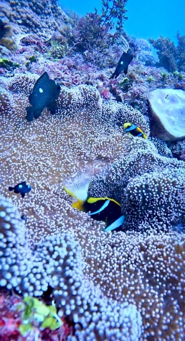 Vibrant clownfish and damselfish swimming among a lush sea anemone on a tropical coral reef.