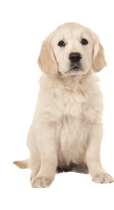 Ostéopathie pour chien et chat