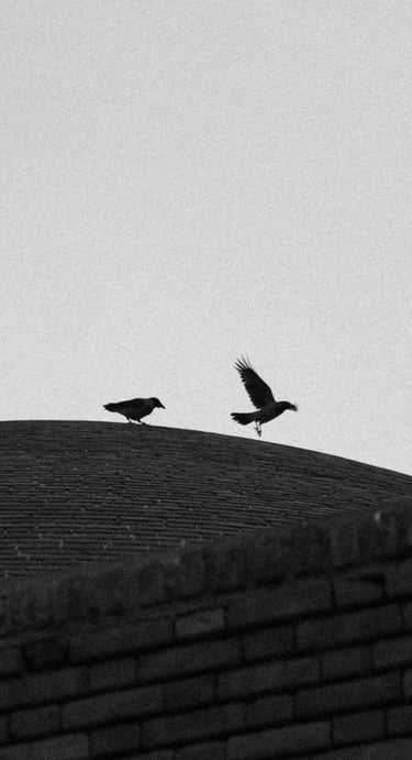 corvos em cima de um telhado de pedras