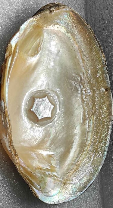 "Approx 10mm glossy white flower-shaped designer cultured pearl-using nucleus implantation-for export compliance"