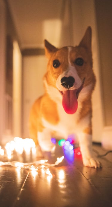 Corgi Christmas lighs