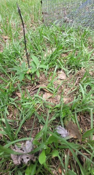 butter fly bush