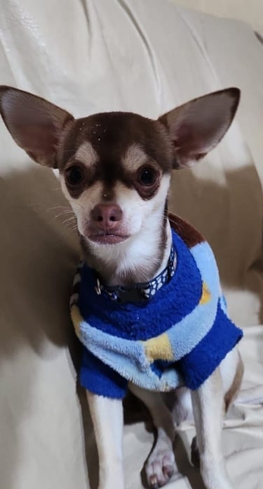 Un cachorro de chihuahua de pelo corto, de color marrón y blanco, que lleva un jersey para perros 
