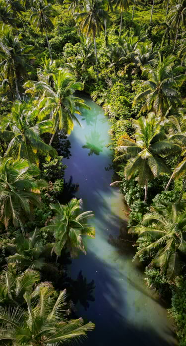 a river with a blue green water and palm trees