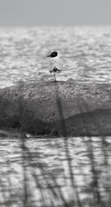 a group of birds sitting on top of a rock