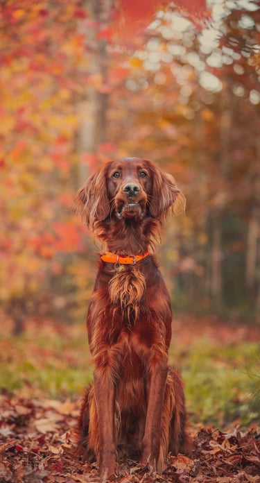 cane marrone seduto sulle zampe posteriori su un tappeto di foglie autunnali