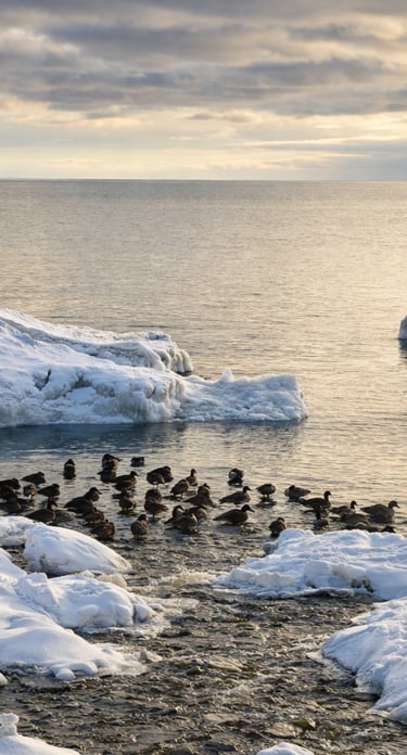 waterfowl in the winter floating in water surrounded by snowy peaks outside of Drake Devonshire