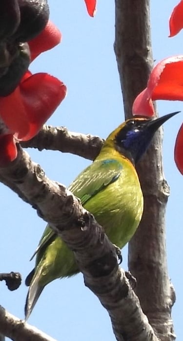 sunbird in Bardiya