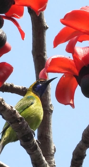 sunbird in Bardiya