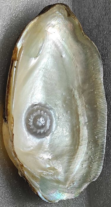 "Approx 10mm white spiral flower-shaped pearl with nucleus–oyster gem for luxury jewelry-Fit for export"