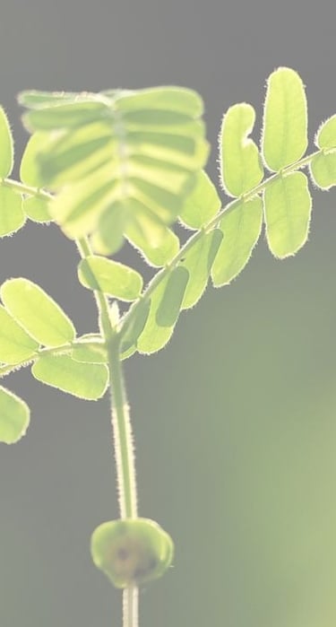 fougère qui germe calme et douceur
