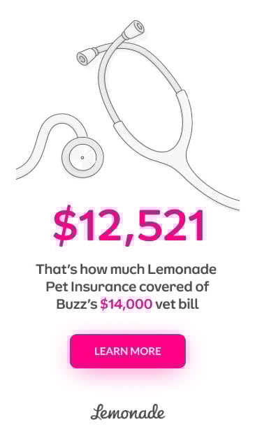 Lemonade Pet Insurance Big Number