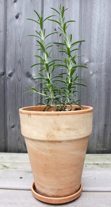 rosemary plant