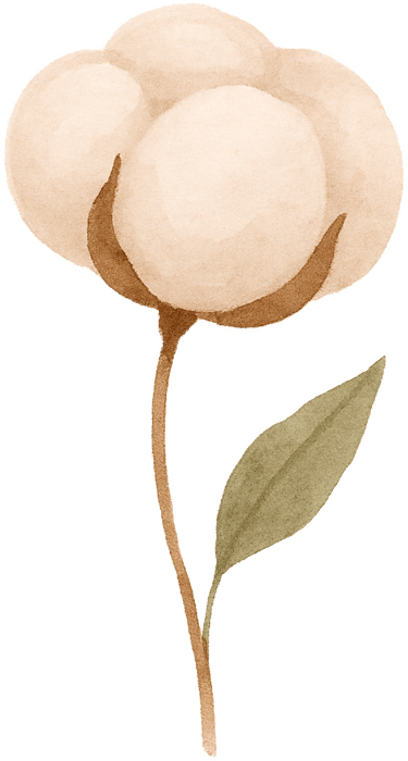Dessin de la fleur de coton