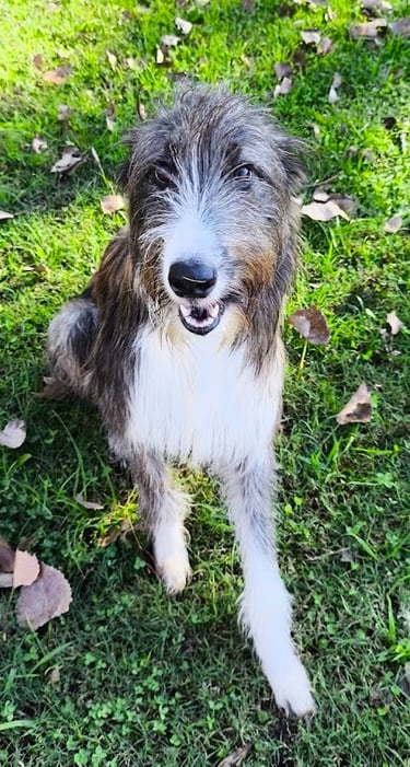 a dog sitting on the grass