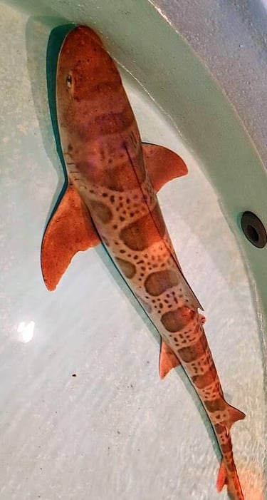 CA Coast - Petting an orange shark at Ocean World in Crescent City