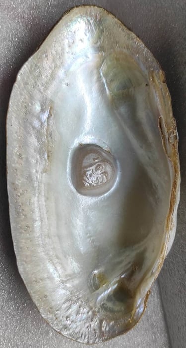 "Approx 11mm white cultured pearl featuring a divine face-using nucleus implantation-for foreign trade"