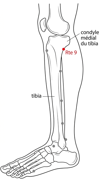 schéma du point d'acupuncture Rate 9