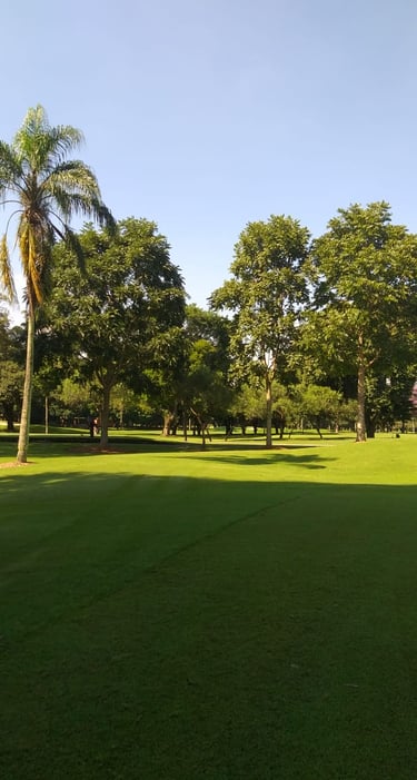 reflorestamento ambiental