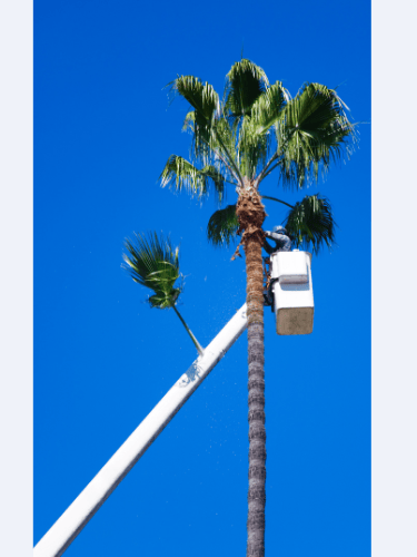 man pruning palm trees in honolulu, hawaii