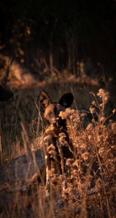 safari, lycaon dans la savane