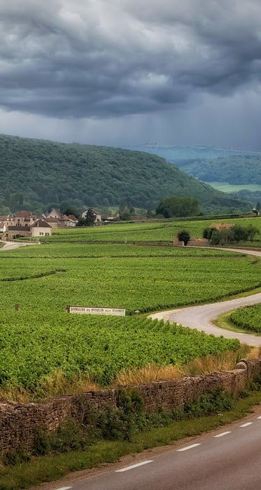 Wine yard in Germany