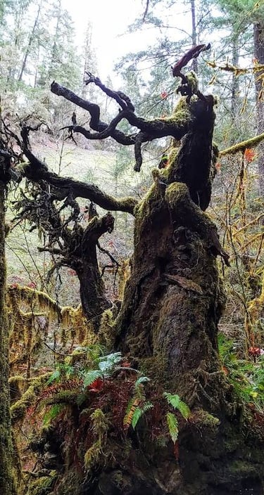 Health Vibes - A dark gloomy tree symbolic of how destructive stress is
