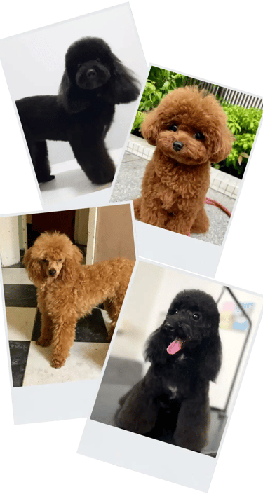 Caniche Toy negro y Marron, en fotos polaroid, en collage de imagenes