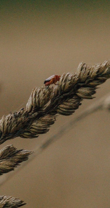 Fotografía de un insecto posando en una planta