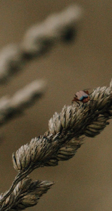 Fotografía de un insecto posando en una planta