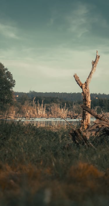 Vistas al pantano de Cecebre
