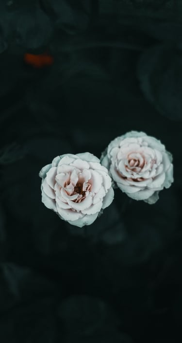 Fotografía de rosas blancas