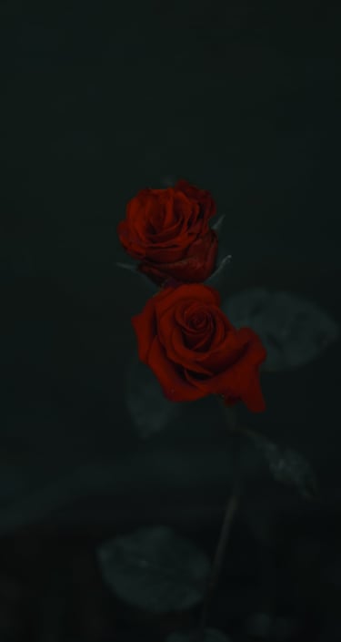Fotografía de rosas rojas