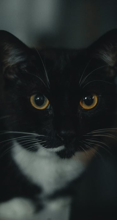 Fotografía de retrato de un gato negro