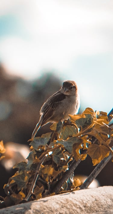Fotografía de un pequeño gorrión