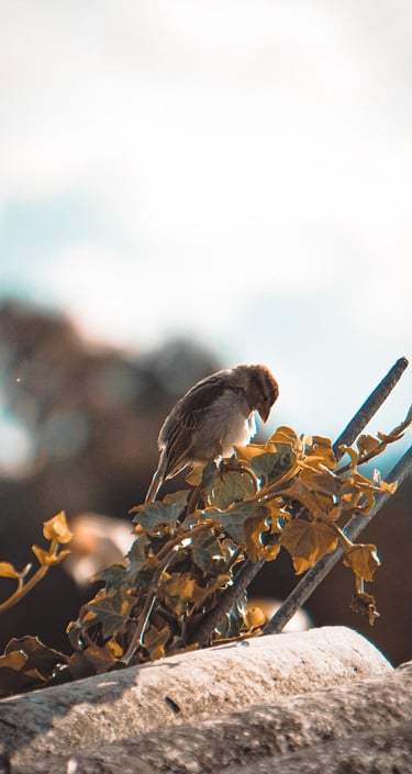 Fotografía de un pequeño gorrión