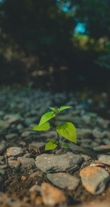 Una planta entre piedras
