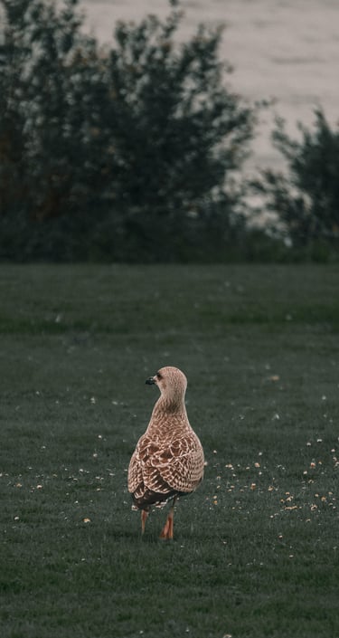 Una gaviota en el Monte de San Pedro, A Coruña