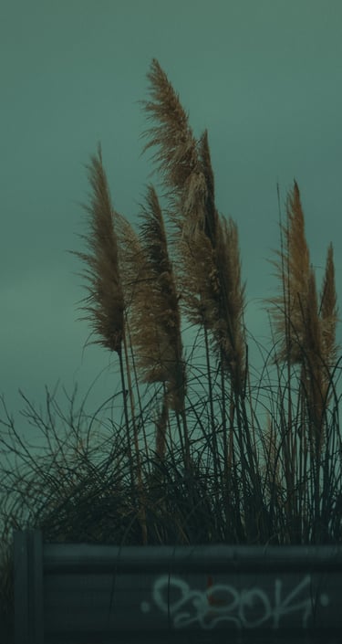 Fotografía de plantas entre el cielo oscuro