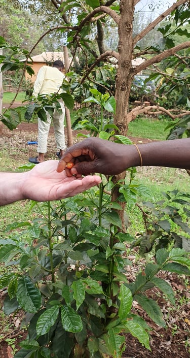 two hands placing a bean on one hand