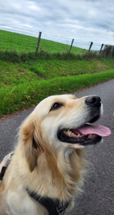 Amber, the golden retriever, having a walk in Langstone.