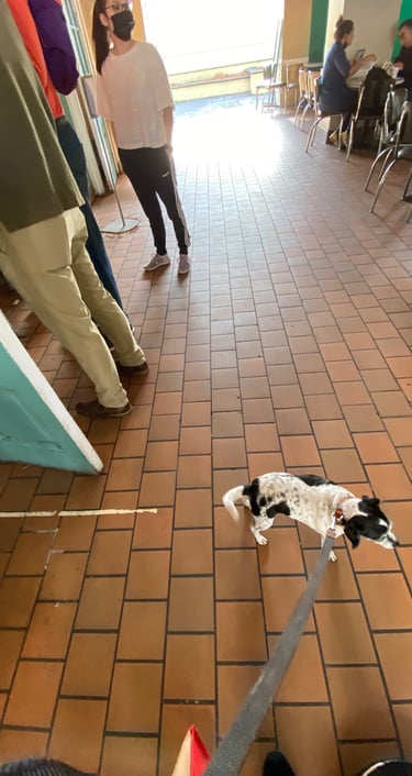 Gigi in Cafe Du Monde Certified Service Animals Welcome