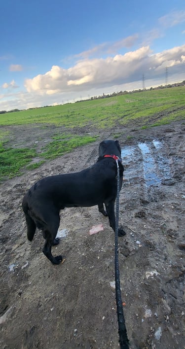 dog walking in Wakefield