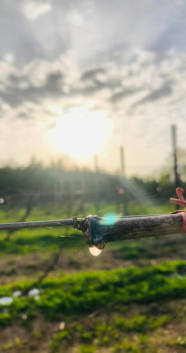 Kamisato Vineyard 上里酒庄