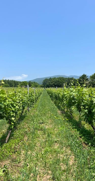 Kamisato Vineyard 上里酒庄