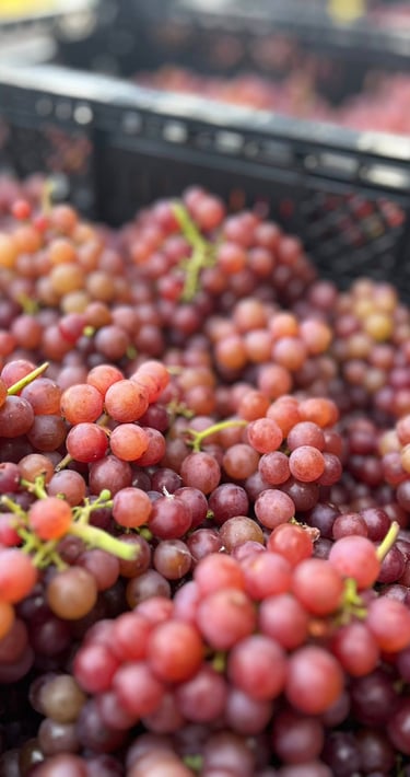 Kamisato Vineyard 上里酒庄