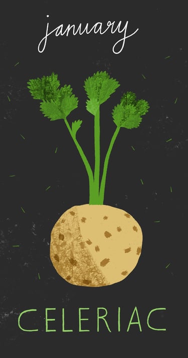 January illustration showing a celeriac on a dark background.