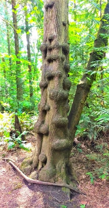 Portland, OR - Interesting tree has round knots all up it's trunki