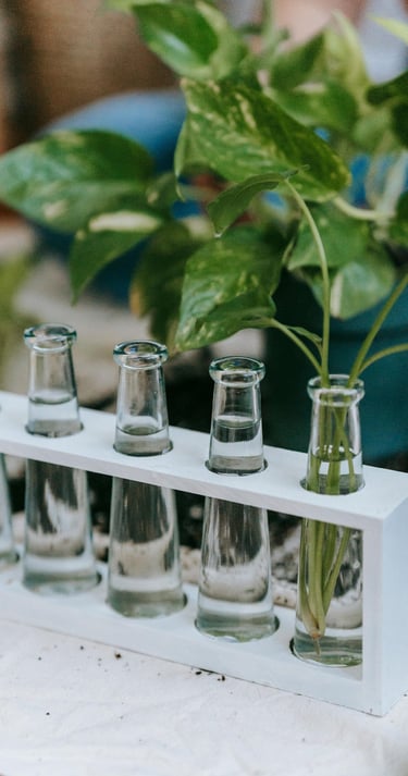 Plant propagation station with glass test tubes